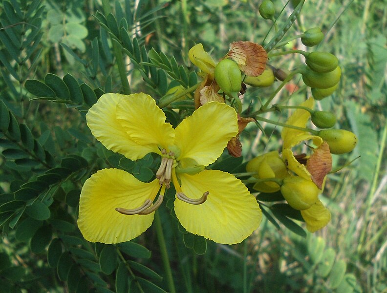 File:(Senna auriculata) at kambalakonda 06.JPG