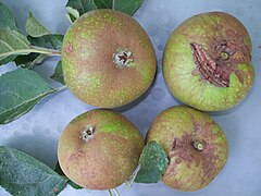 Болезни и физиол. нарушения яблони - оржавленность плодов-02.jpg