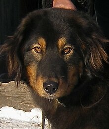 Forkæl dig Myrde hovedvej Bankhar Dog - Wikipedia