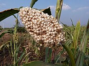 Ripe panicle of S. bicolor, India