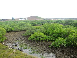 青螺真武殿：廟埕濕地.jpg