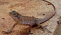 (Calotes versicolor) Garden Lizard at Madhurawada.jpg