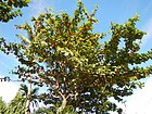 01423jfCapalangan Sulipan Apalit Pampanga Peters Trees Shrinesfvf 20.JPG