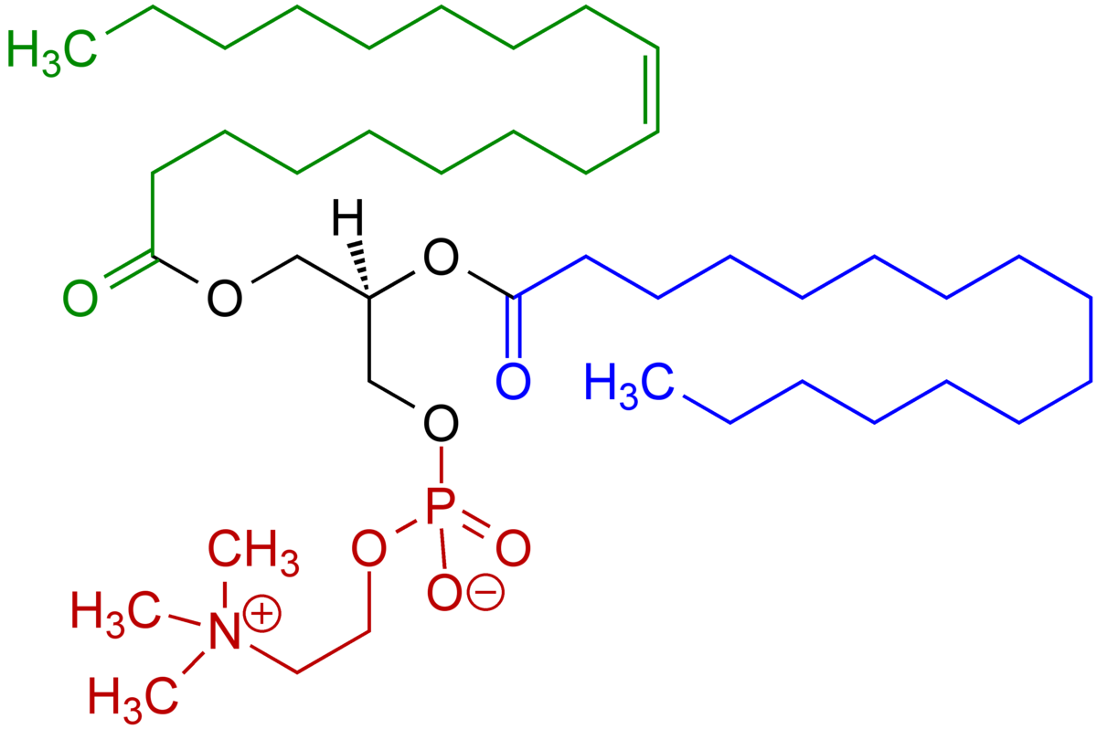 레시틴(Lecithin)에 대해 알아보자