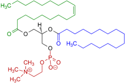 1-Oleoyl-2-almitoyl-phosphatidylcholine Structural Formulae V.1