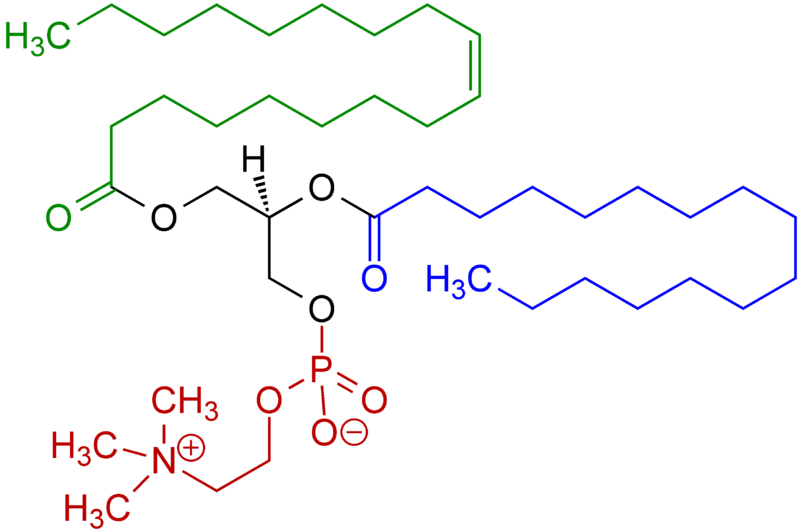 phosphatidylcholine membrane