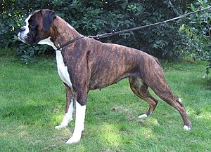 1. Brindle boxer dog, female.jpg