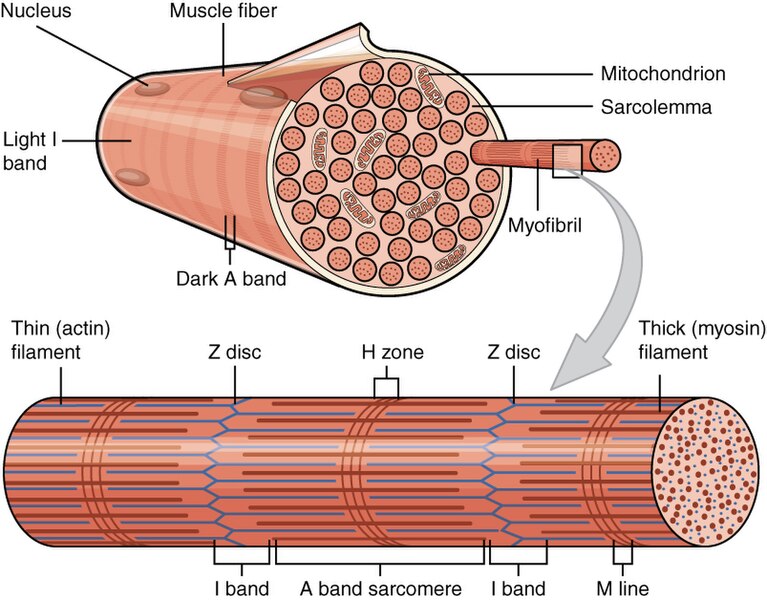 File:1002 Organization of Muscle Fiber.jpg