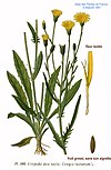 196 Crepis tectorum L.jpg