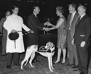 <span class="mw-page-title-main">Scurry Gold Cup</span> British greyhound racing competition