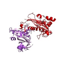 Modèle tridimensionnel de l'enzyme