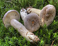 !Lactarius trivialis!