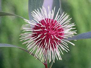 Flower of Hakea laurina (Pincushion Hakea) in Bonbeach, Victoria, Australia