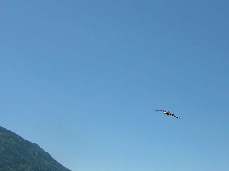 File:2008 07 15 Bird Care Centre of Castel Tyrol 61120 D9895.jpg