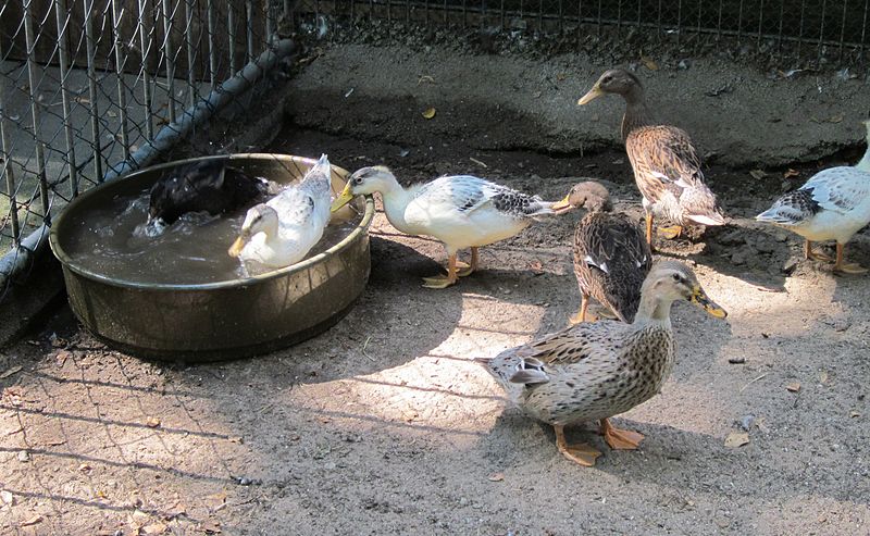 File:20120810Vogelpark Hockenheim3.jpg