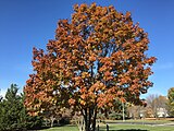 Quercus rubra, or northern red oak.