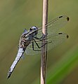 Spitzenfleck - Libellula fulva, Männchen