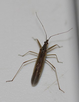 <i>Nabis capsiformis</i> Species of true bug