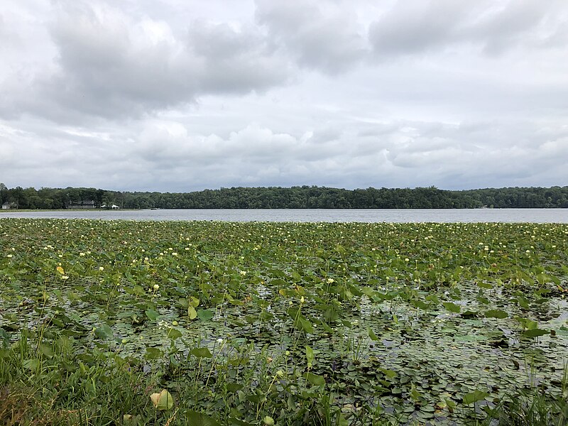 File:2020-08-16 16 50 16 View across a large patch of American Lotus in Swartswood Lake within Stillwater Township, Sussex County, New Jersey.jpg