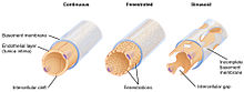 Endothelium lines the inner wall of vessels, shown here. 2104 Three Major Capillary Types.jpg