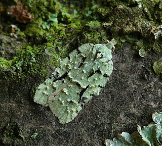 <i>Acleris literana</i> Species of moth