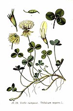 Miniatura para Trifolium