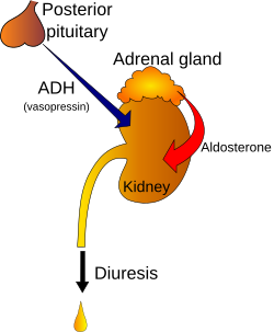 Regulation of urine production by ADH and aldosterone