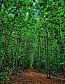 A Green Forest Reserve in Northern Ghana