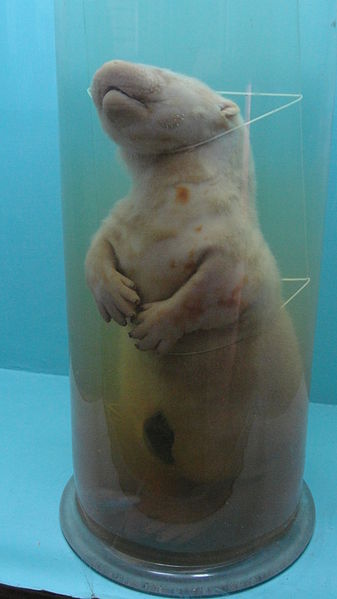 File:A closeup of Water dog.JPG