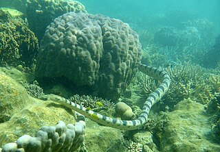 Olive-headed sea snake Species of snake