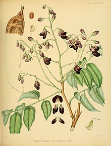 A hand-book to the flora of Ceylon (Plate XXXI) (6430642865).jpg