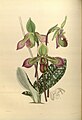 Paphiopedilum hookerae (as syn. Cypripedium hookerae) plate 123 in: James Bateman: A Second Century of Orchidaceous Plants London (1867)