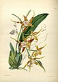 Rhynchostele cordata (as syn. Odontoglossum cordatum) plate 167 in: James Bateman: A Second Century of Orchidaceous Plants London (1867)