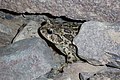 A toad shelters under a rock. While the desert seems like an odd place for an amphibian, they can be found near springs (ec96f9c5-bac5-4c0b-b860-7b296bd896a5).JPG