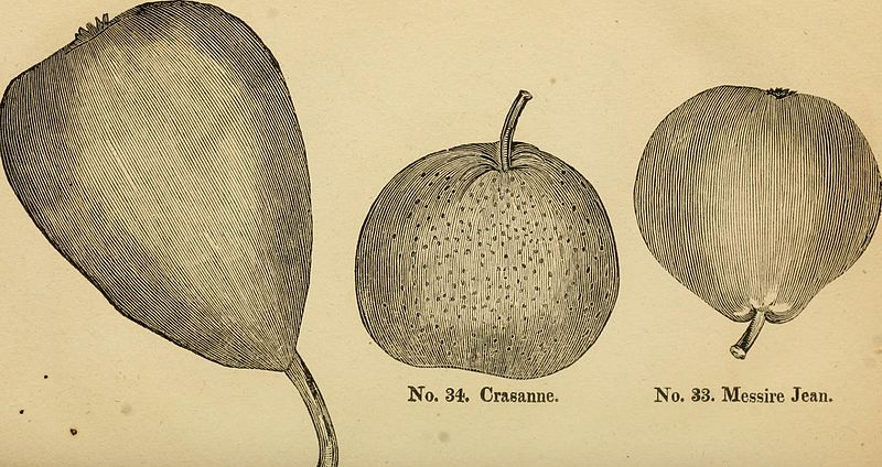 File:A view of the cultivation of fruit trees, and the management of orchards and cider; with accurate descriptions of the most estimable varieties of native and foreign apples, pears, peaches, plums, and (14776496832).jpg