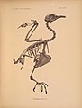 Abbildungen von Vogel-Skeletten (Tafel LVIII) (6835682012).jpg