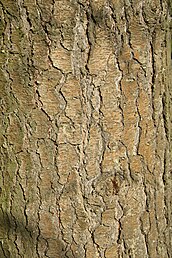 bark