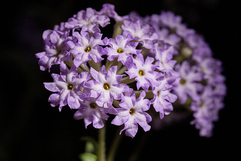 File:Abronia nealleyi.jpg