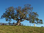 Acacia heterophylla 1. 
 JPG