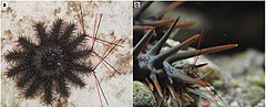 File:Acanthaster planci (10.1038-srep30834) Figure 2.jpg (Category:Acanthaster planci anatomy)