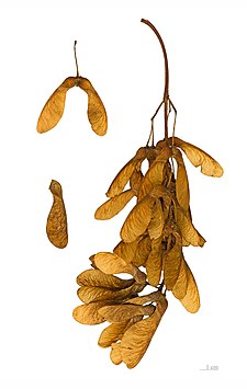 Sycamore maple fruits have wings analogous but not homologous to an insect's wings. Acer pseudoplatanus MHNT.BOT.2004.0.461.jpg