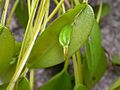 Acianthera luteola