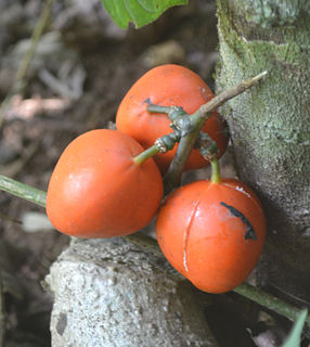 <i>Adenia hondala</i> Species of plant