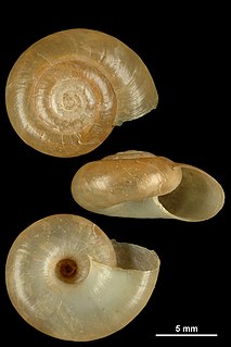 <i>Aegopinella epipedostoma</i> Species of gastropod