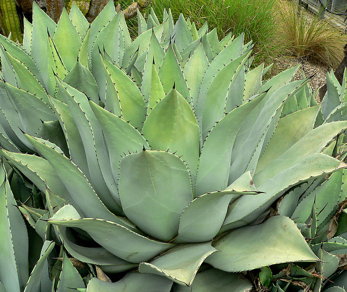 File:Agave flexispina 2.jpg