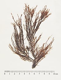 Ahnfeltia plicata