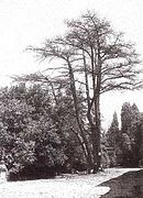 L'albero della pace (prima)