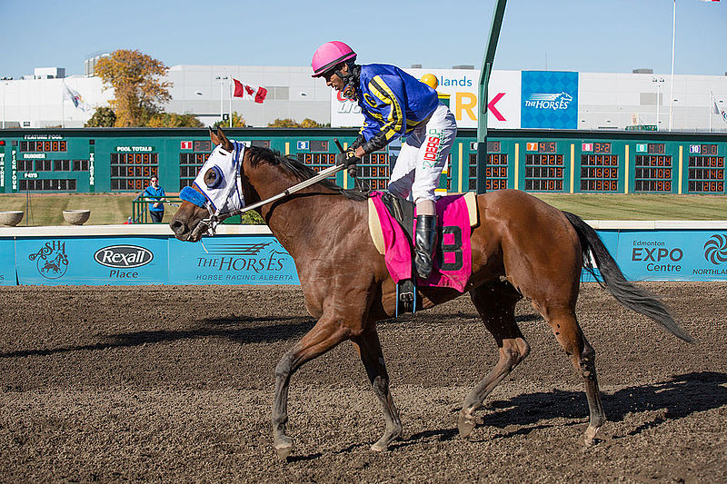 File:Alberta Breeders’ Fall Classic 2014 - Horse Racing (15118158077).jpg