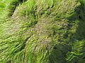 Algen auf einem Stein 03.jpg