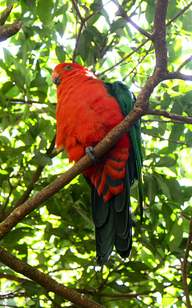 File:Alisterus scapularis -Taronga Zoo -Sydney-8a.jpg